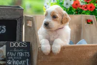 Bandit, a male Goldendoodle for sale in Waco, TX – 7 of 7