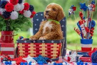 Teddy, a male Goldendoodle for sale in Waco, TX – 7 of 10