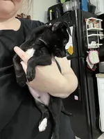 Cheese, a male Chihuahua for sale in Ruther Glen, VA – Photo 2 of 3