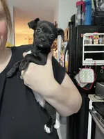 Cheese, a male Chihuahua for sale in Ruther Glen, VA – Photo 1 of 3