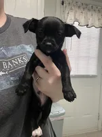 Cheese, a male Chihuahua for sale in Ruther Glen, VA – Photo 3 of 3