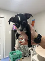 Pauley, a male Chihuahua for sale in Ruther Glen, VA – Photo 2 of 2