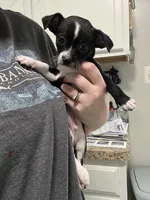 Pauley, a male Chihuahua for sale in Ruther Glen, VA – Photo 1 of 2