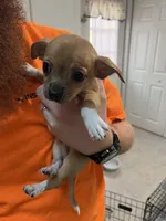 Pepperoni , a male Chihuahua for sale in Ruther Glen, VA – Photo 3 of 3
