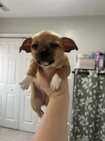 Pepperoni , a male Chihuahua for sale in Ruther Glen, VA – Photo 2 of 3