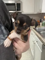 Cookie, a female Chihuahua for sale in Ruther Glen, VA – Photo 1 of 3