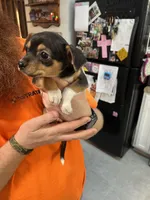 Cookie, a female Chihuahua for sale in Ruther Glen, VA – Photo 3 of 3