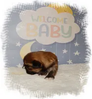 Wishes*AKC*, a male Shih Tzu for sale in Lawrenceburg, TN – 7 of 9