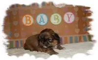 Snuggles AKC, a male Shih Tzu for sale in Lawrenceburg, TN – 5 of 7