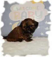 PUDDLES*AKC*, a male Shih Tzu for sale in Lawrenceburg, TN – 1 of 6