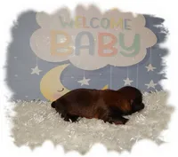 PUDDLES*AKC*, a male Shih Tzu for sale in Lawrenceburg, TN – 2 of 4