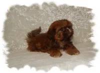 PUDDLES*AKC*, a male Shih Tzu for sale in Lawrenceburg, TN – 9 of 9