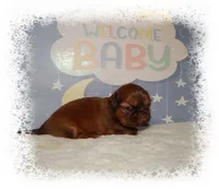 DOODLES*AKC*, a male Shih Tzu for sale in Lawrenceburg, TN – 7 of 9