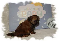 PUDDLES*AKC*, a male Shih Tzu for sale in Lawrenceburg, TN – 3 of 6