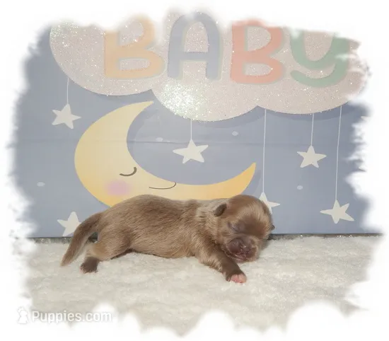 PUDDLES*AKC* – Shih Tzu puppy for sale in Lawrenceburg, TN
