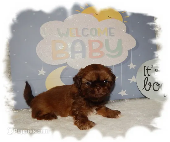 DOODLES*AKC* – Shih Tzu puppy for sale in Lawrenceburg, TN