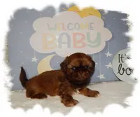 DOODLES*AKC*, a male Shih Tzu for sale in Lawrenceburg, TN – 1 of 8