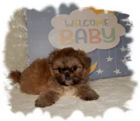 Wishes*AKC*, a male Shih Tzu for sale in Lawrenceburg, TN – 4 of 7