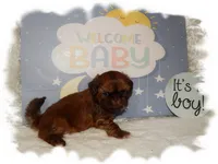 DOODLES*AKC*, a male Shih Tzu for sale in Lawrenceburg, TN – 3 of 8