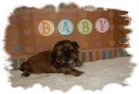 Snuggles AKC, a male Shih Tzu for sale in Lawrenceburg, TN – 6 of 7