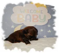 Puddles AKC, a male Shih Tzu for sale in Lawrenceburg, TN – 2 of 8