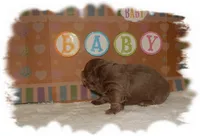 Buttons AKC, a male Shih Tzu for sale in Lawrenceburg, TN – 6 of 6