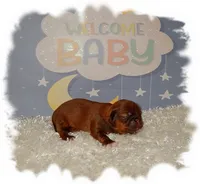 DOODLES*AKC*, a male Shih Tzu for sale in Lawrenceburg, TN – 4 of 4