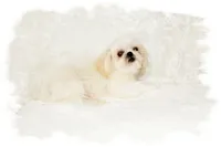 Wishes*AKC*, a male Shih Tzu for sale in Lawrenceburg, TN – 9 of 9