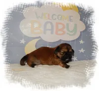 Wishes*AKC*, a male Shih Tzu for sale in Lawrenceburg, TN – 6 of 7