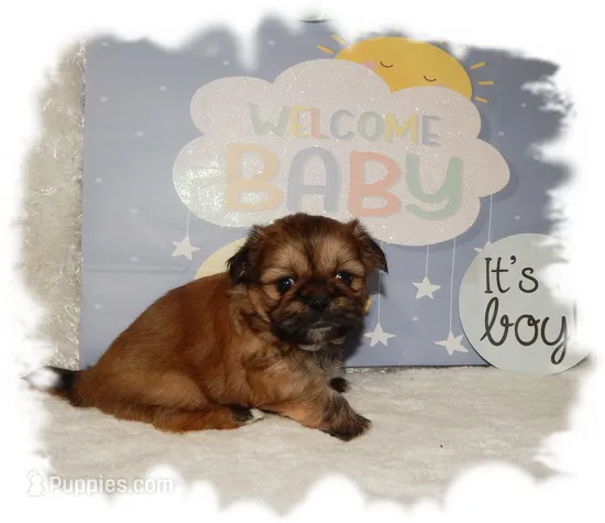 Wishes*AKC* – Shih Tzu puppy for sale in Lawrenceburg, TN