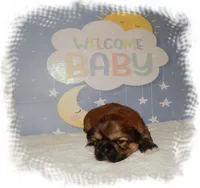 Wishes*AKC*, a male Shih Tzu for sale in Lawrenceburg, TN – 6 of 9