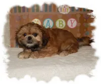 Wishes*AKC*, a male Shih Tzu for sale in Lawrenceburg, TN – 5 of 8