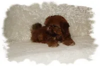 PUDDLES*AKC*, a male Shih Tzu for sale in Lawrenceburg, TN – 8 of 9