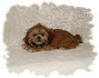 Wishes*AKC*, a male Shih Tzu for sale in Lawrenceburg, TN – 7 of 8