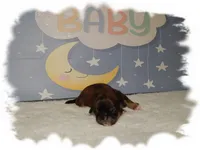 Snuggles AKC, a male Shih Tzu for sale in Lawrenceburg, TN – 1 of 6
