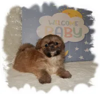 Wishes*AKC*, a male Shih Tzu for sale in Lawrenceburg, TN – 2 of 8