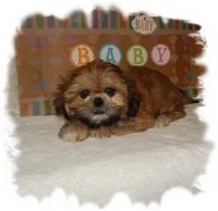 Wishes*AKC*, a male Shih Tzu for sale in Lawrenceburg, TN – 1 of 8