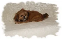Wishes*AKC*, a male Shih Tzu for sale in Lawrenceburg, TN – 8 of 8