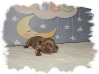 Buttons AKC, a male Shih Tzu for sale in Lawrenceburg, TN – 8 of 8