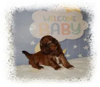 DOODLES*AKC*, a male Shih Tzu for sale in Lawrenceburg, TN – 6 of 9