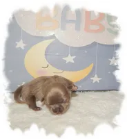 PUDDLES*AKC*, a male Shih Tzu for sale in Lawrenceburg, TN – 7 of 10