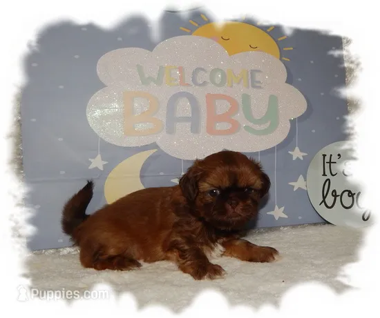 DOODLES*AKC* – Shih Tzu puppy for sale in Lawrenceburg, TN