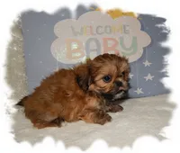 Wishes*AKC*, a male Shih Tzu for sale in Lawrenceburg, TN – 2 of 7