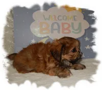 Wishes*AKC*, a male Shih Tzu for sale in Lawrenceburg, TN – 3 of 8
