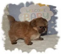 Wishes*AKC*, a male Shih Tzu for sale in Lawrenceburg, TN – 3 of 7