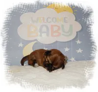 Wishes*AKC*, a male Shih Tzu for sale in Lawrenceburg, TN – 7 of 7
