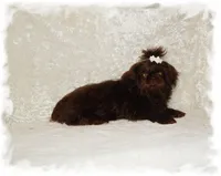Puddles AKC, a male Shih Tzu for sale in Lawrenceburg, TN – 10 of 10