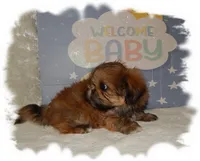 Wishes*AKC*, a male Shih Tzu for sale in Lawrenceburg, TN – 6 of 7