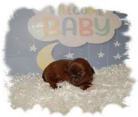 DOODLES*AKC*, a male Shih Tzu for sale in Lawrenceburg, TN – 3 of 9