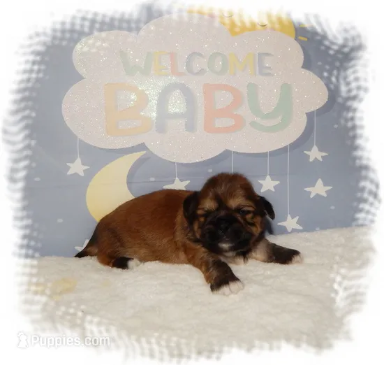 Wishes*AKC* – Shih Tzu puppy for sale in Lawrenceburg, TN